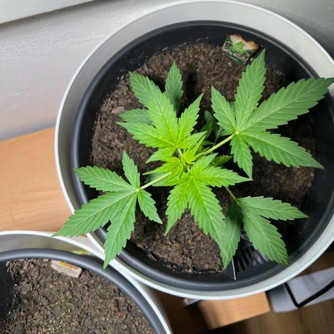 Milky Way growlog timeline photo