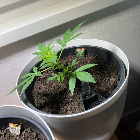 Milky Way growlog timeline photo