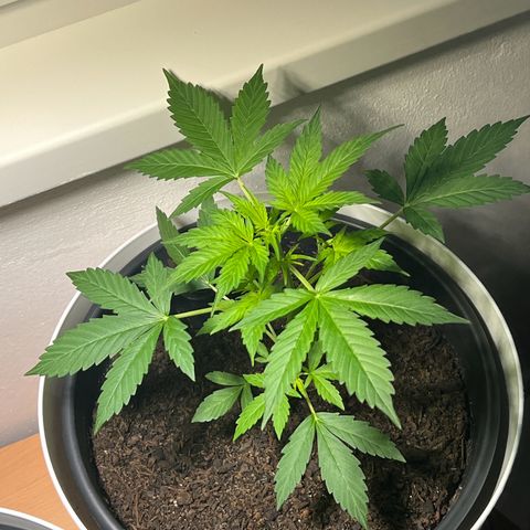 Milky Way growlog timeline photo