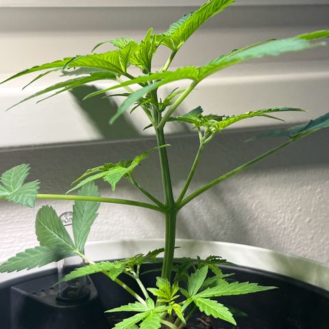 Milky Way growlog timeline photo