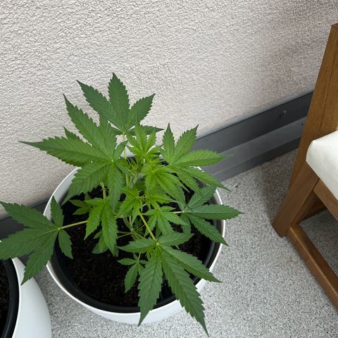 Milky Way growlog timeline photo