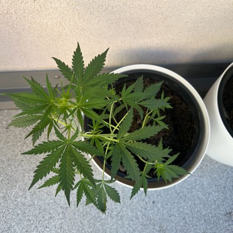Royal Critical Automatic growlog timeline photo