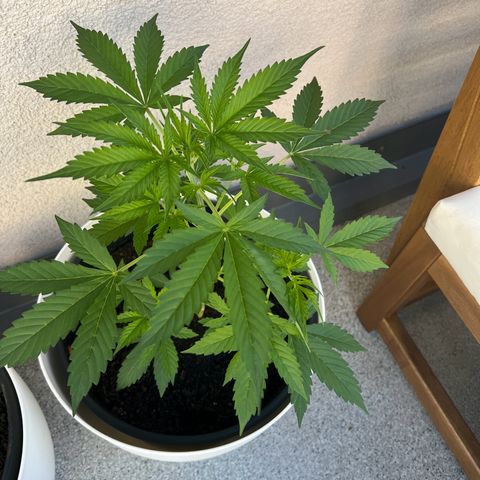 Milky Way growlog timeline photo