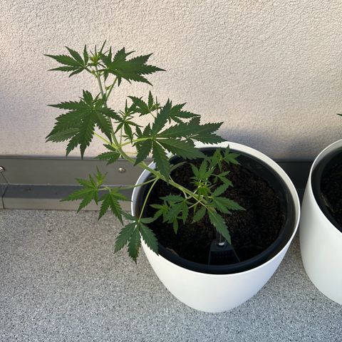 Royal Critical Automatic growlog timeline photo