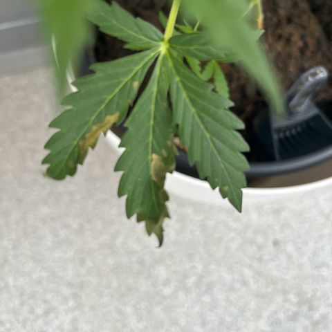 Royal Critical Automatic growlog timeline photo
