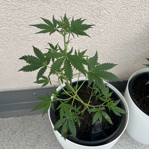 Royal Critical Automatic growlog timeline photo