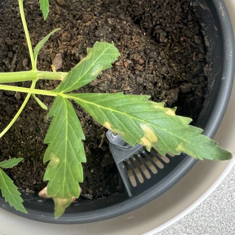 Royal Critical Automatic growlog timeline photo