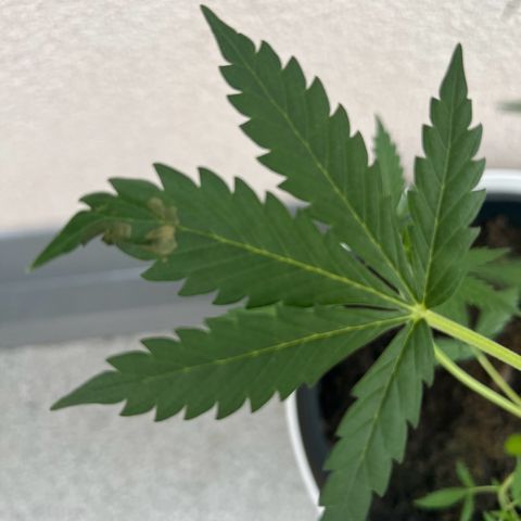Royal Critical Automatic growlog timeline photo