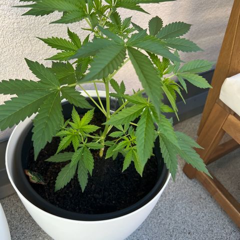 Milky Way growlog timeline photo