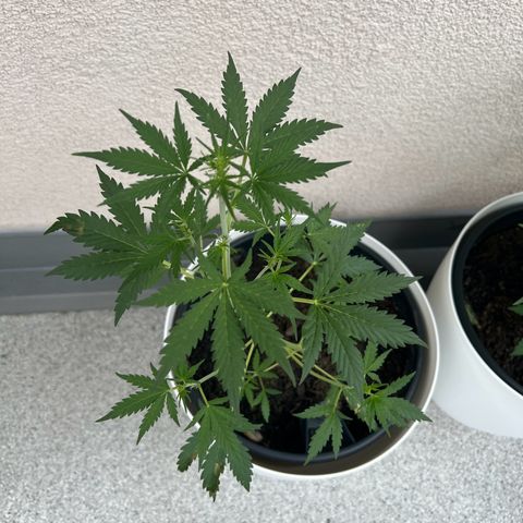 Royal Critical Automatic growlog timeline photo