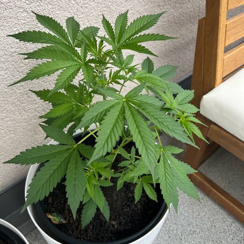 Milky Way growlog timeline photo
