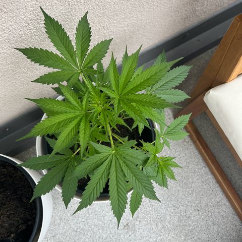 Milky Way growlog timeline photo