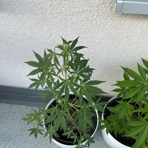 Royal Critical Automatic growlog timeline photo