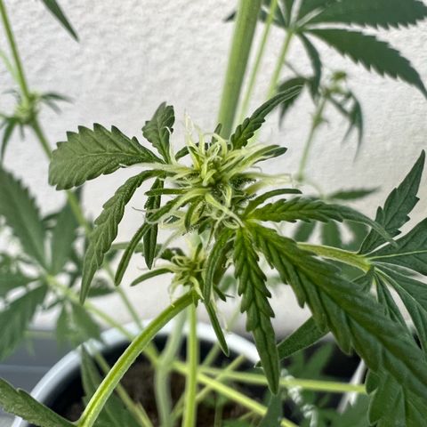 Royal Critical Automatic growlog timeline photo