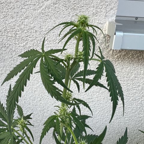Royal Critical Automatic growlog timeline photo