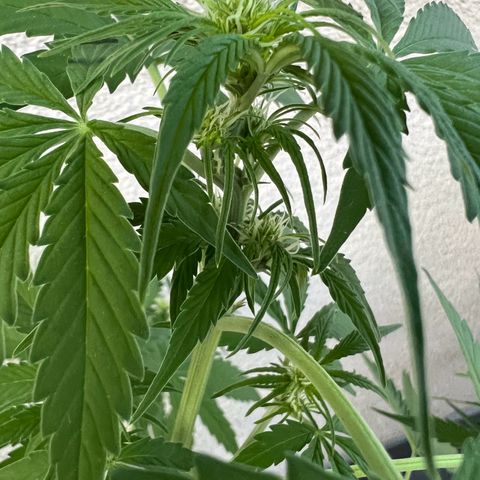 Milky Way growlog timeline photo