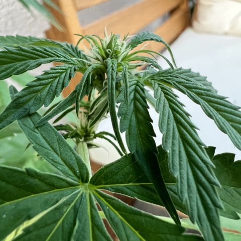 Milky Way growlog timeline photo