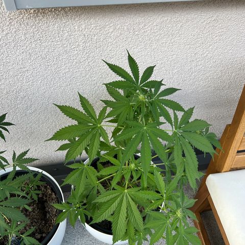 Milky Way growlog timeline photo