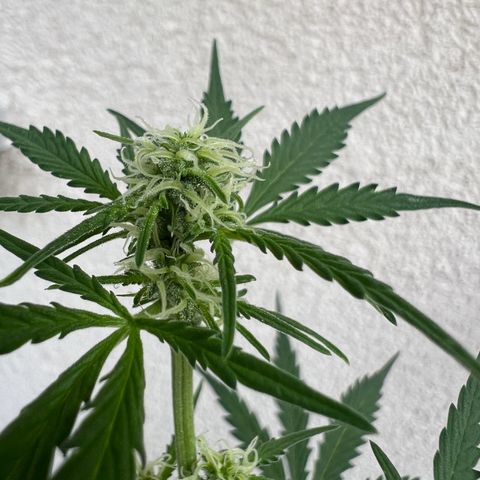 Royal Critical Automatic growlog timeline photo