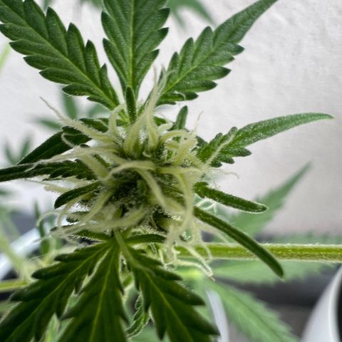 Royal Critical Automatic growlog timeline photo
