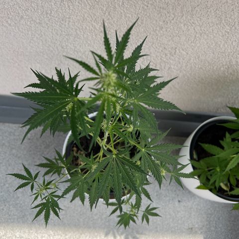 Royal Critical Automatic growlog timeline photo