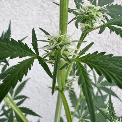Royal Critical Automatic growlog timeline photo