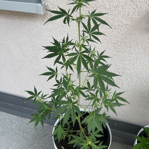 Royal Critical Automatic growlog timeline photo