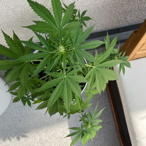 Milky Way growlog timeline photo