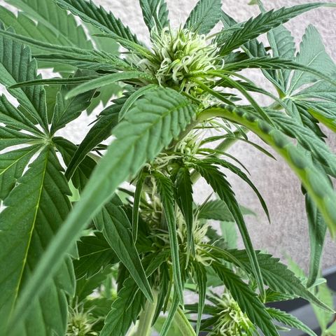 Milky Way growlog timeline photo