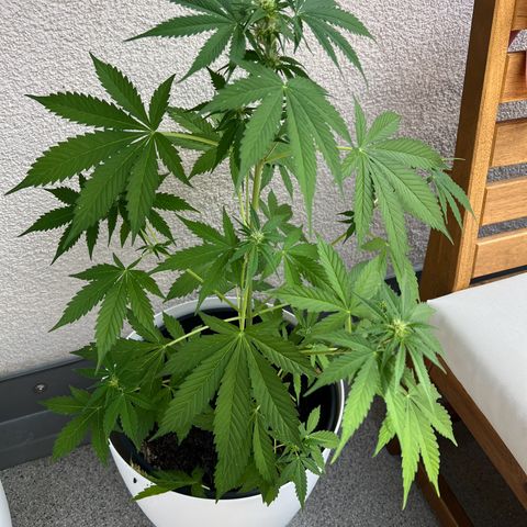 Milky Way growlog timeline photo