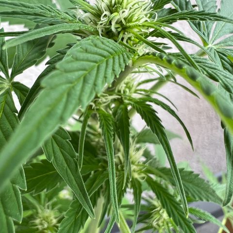Milky Way growlog timeline photo