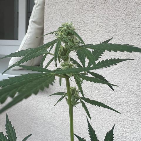 Royal Critical Automatic growlog timeline photo