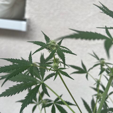 Royal Critical Automatic growlog timeline photo