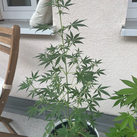 Royal Critical Automatic growlog timeline photo