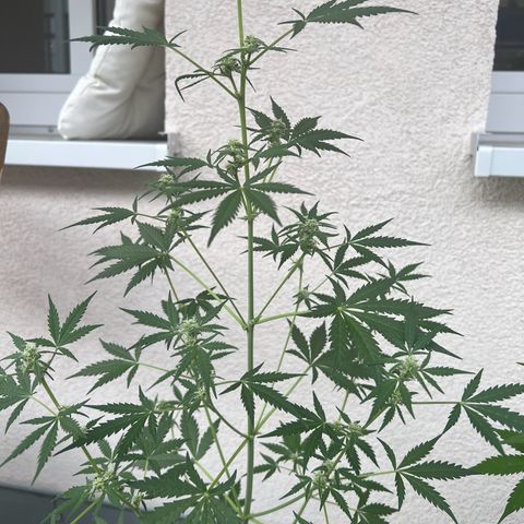 Royal Critical Automatic growlog timeline photo
