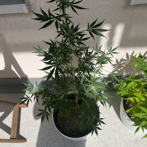 Royal Critical Automatic growlog timeline photo