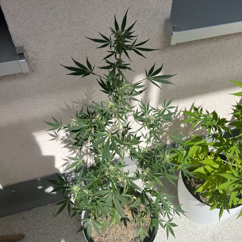 Royal Critical Automatic growlog timeline photo