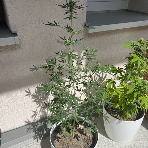 Royal Critical Automatic growlog timeline photo