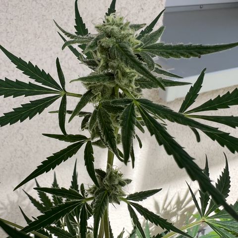 Royal Critical Automatic growlog timeline photo