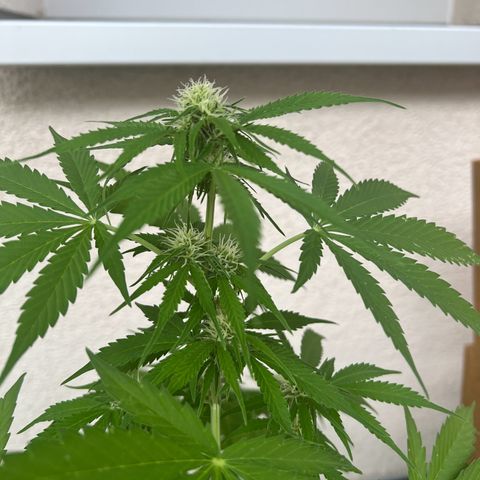 Milky Way growlog timeline photo