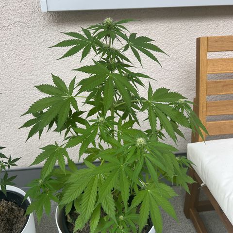Milky Way growlog timeline photo