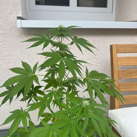 Milky Way growlog timeline photo