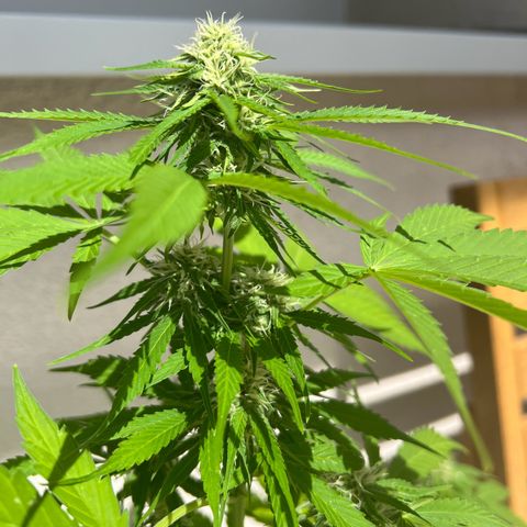 Milky Way growlog timeline photo