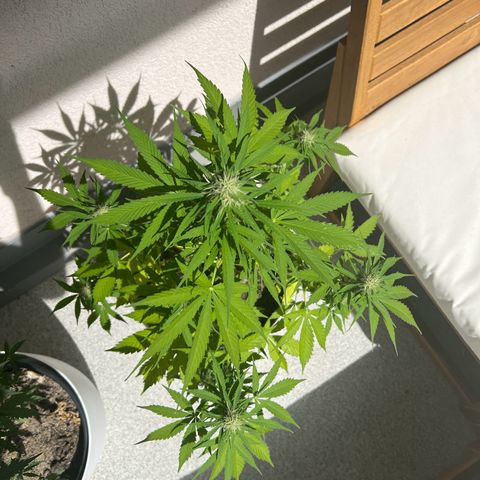 Milky Way growlog timeline photo