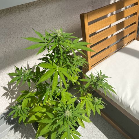 Milky Way growlog timeline photo