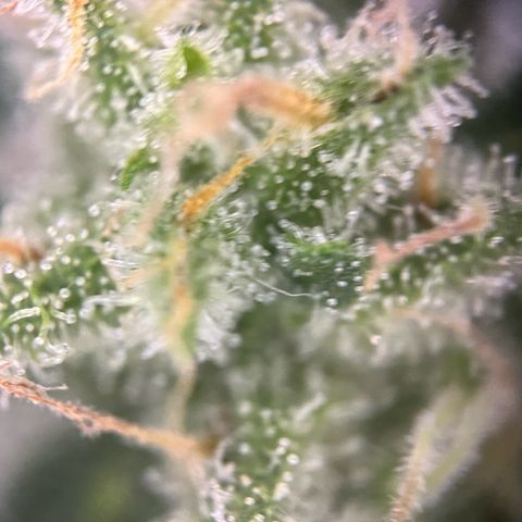 Royal Critical Automatic growlog timeline photo