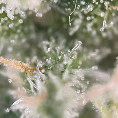 Royal Critical Automatic growlog timeline photo