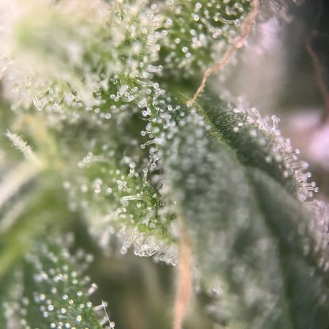 Royal Critical Automatic growlog timeline photo