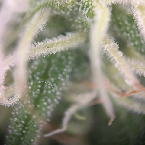 Milky Way growlog timeline photo
