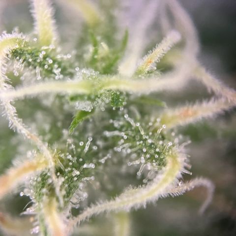 Milky Way growlog timeline photo